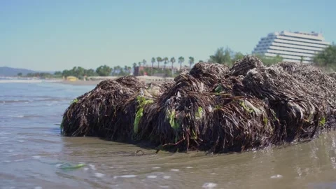 Sea wave flows on pile of algae lying on sandy beach. Stock Footage 155779708
