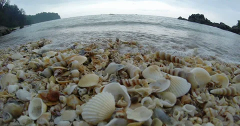 Sea wave hitting on sea shells Stock Footage 33843882