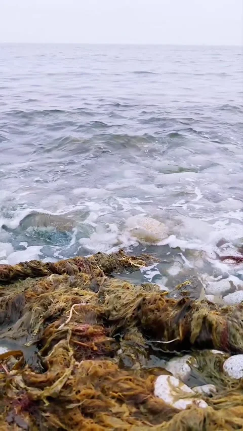 A sea wave rolls onto the shore with algae and rocks Stock Footage 301948069