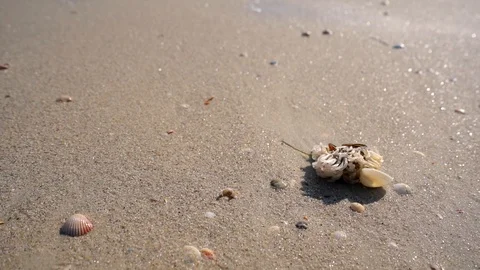 The sea wave washes away the Dead crab lying on the sand Stock Footage 106263397