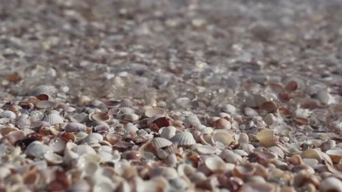 Sea wave washes the seashells, close-up. Beautiful morning ocean surf. Stock Footage 164846278