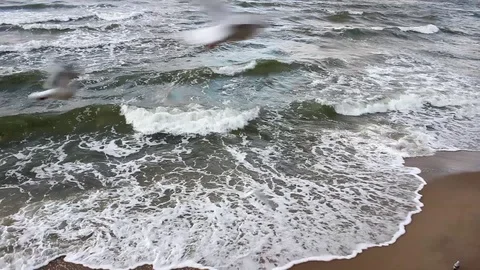 Sea waves and seagulls flying in the air. Stock Footage 117534028