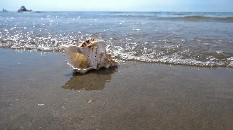 Sea waves and shell on the beach Stock Footage 65747176