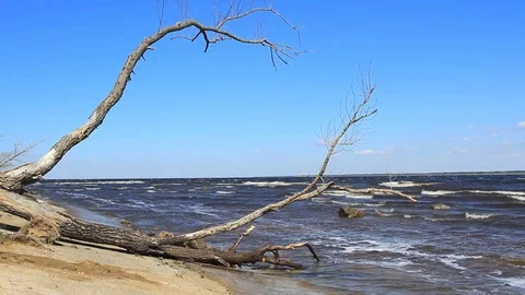Sea waves and tree on the beach Stock Footage 74382343