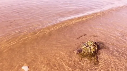 Sea waves on beach. Stock Footage 83576728