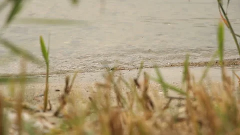 Sea waves on the beach with vegetation Stock Footage 249623616