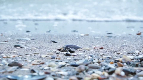 Sea waves on the beautiful beach Stock Footage 107866911
