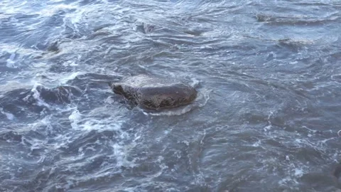 Sea waves breaking and crashing at a rocky beach during sunset. Stock Footage 296796103