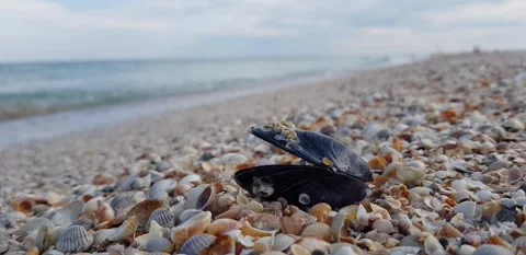 Sea ​​/ waves / calm / shell / sand / shore Stock Footage 140818517