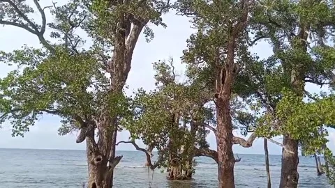 Sea waves Stock Footage 231039249