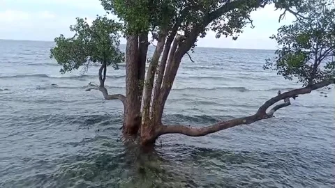 Sea waves Stock Footage 231039349