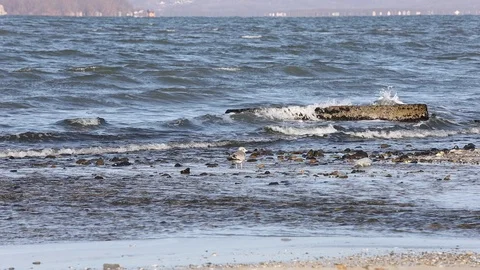 Sea waves hitting the beach and alone sea gull standing near the surf. Stock Footage 125551203