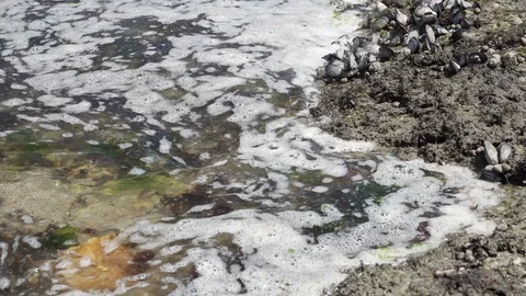 Sea waves hitting  a shore with rocks and wild mussels Видео 113552239