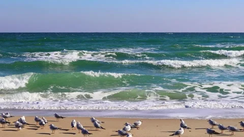 Sea waves rolling on the sandy shore, seagulls on the shore, bright sunny day Stock Footage 274676468