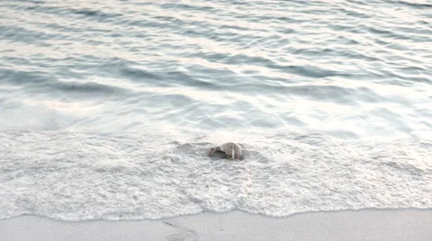Sea Waves Rolling Through Shell on the Beach. 4k Stock Footage 61329219