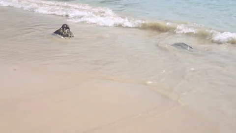 Sea waves on the sand close-up Stock Footage 87305921