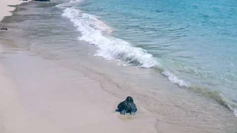 Sea waves on the sand close-up Stock Footage 87306044