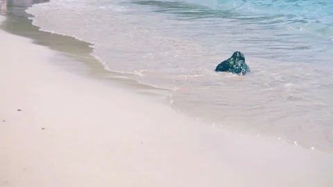 Sea waves on the sand close-up Slow motion Stock Footage 87306043