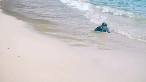 Sea waves on the sand close-up Slow motion Stock Footage 87531324