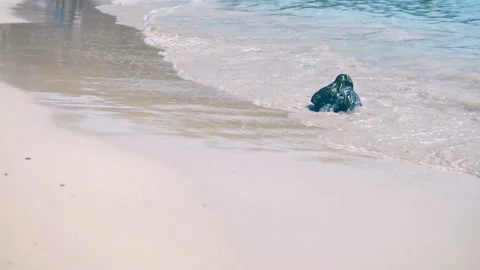 Sea waves on the sand close-up Slow motion Stock Footage 87535813