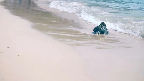 Sea waves on the sand close-up Slow motion Stock Footage 87535848