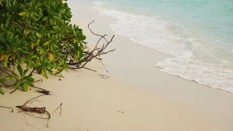Sea waves on a sandy beach with tropical tree at sunset. Tropical island Video stock 232888219