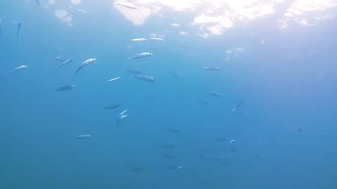 Sea, waves, school fish Stock Footage 339597422