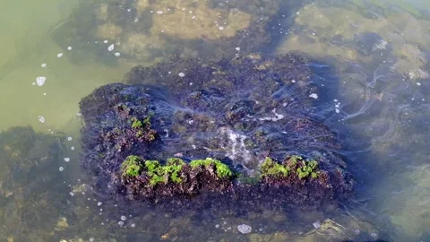 Sea waves on a small rock with crabs Stock Footage 244575480