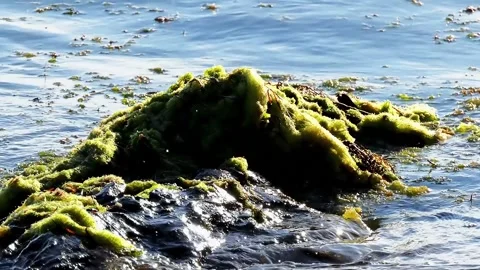 Sea waves splash around rocky shore Stock Footage 106784660