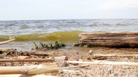 Sea ​​waves throw small debris on the shore in the form of algae and sticks Stock Footage 161100020