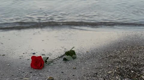 Sea waves touching a rose on the beach Video stock 12272784