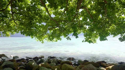 Sea Waves Under The Tree Stock Footage 83445485