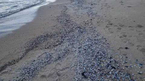 Sea waves washing small seashells and pebbles on sandy beach shore Stock Footage 320044675