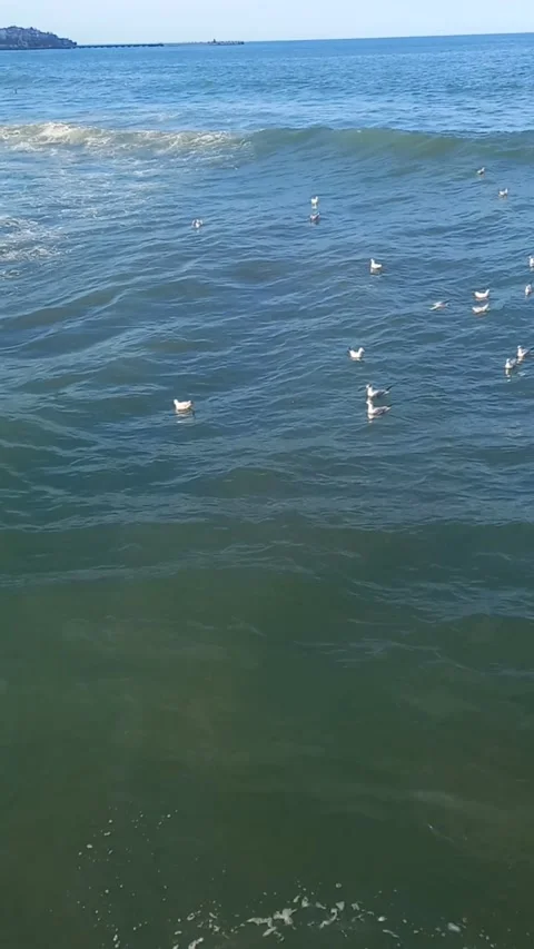 Sea waves, windy beach Stock Footage 268805745