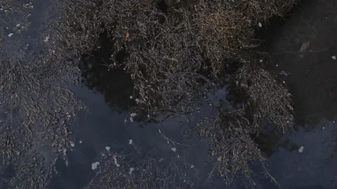 Sea weed Stock Footage 183381878