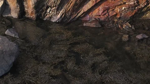 Sea weed Stock Footage 183381879