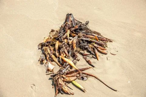 Sea weed Foto stock