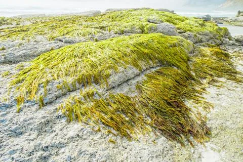 Sea weed Stock Photos