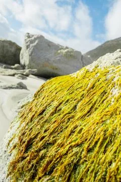 Sea weed Stock Photos