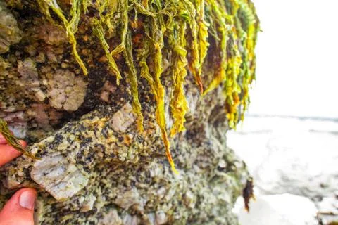 Sea weed Stock Photos