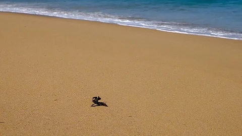 Sea weed tumbling down beach slow motion Stock Footage 93723581