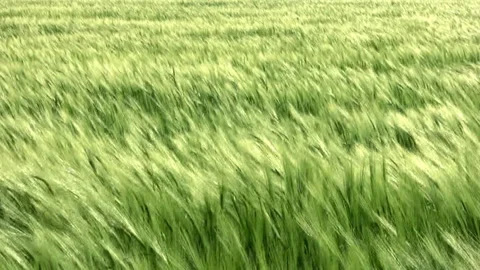 Sea wheat with wind 库存影片 106460340