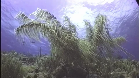 SEA WHIP Stock Footage 306617565