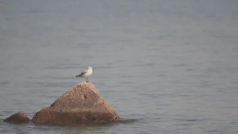 Sea wild life Stock Footage 149950641