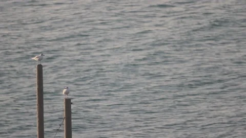Sea wild life Stock Footage 149950904