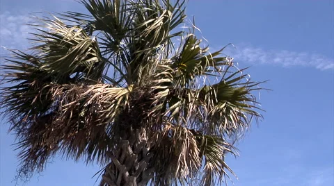 Sea Wind Stock Footage 54759383