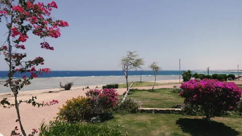 Sea. The wind shakes the branches of a tree against the background of the sea Stock Footage 107512459