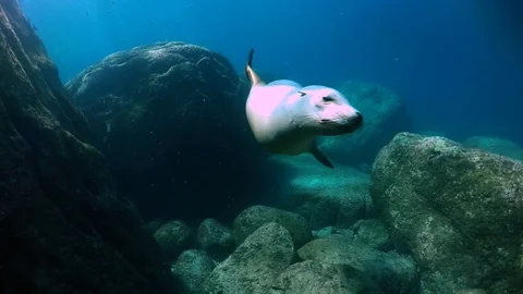 Sea wolf Video stock 130063875