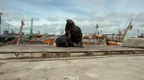 Sea wolf on the harbor Video stock 64600796