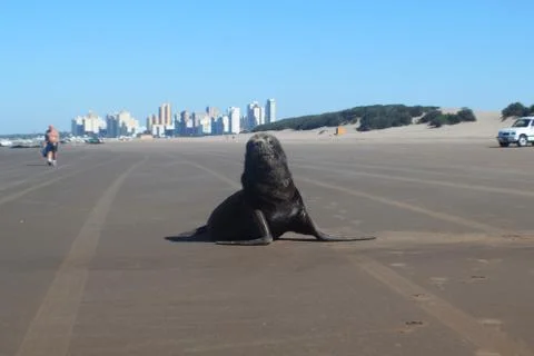 A sea wolf sunbathing in a beach looking at the camera, with a city behind Stock Photos